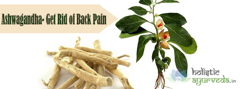 Ashwagandha Get Rid of Back Pain