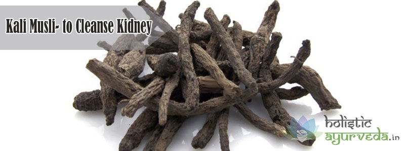 Kali Musli to Cleanse Kidney