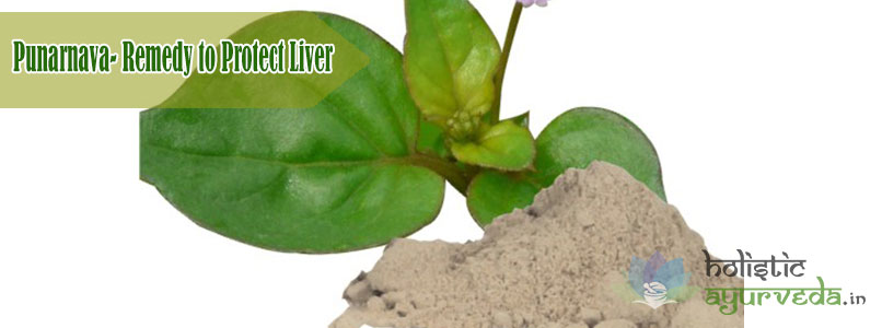 Punarnava to Protect Liver