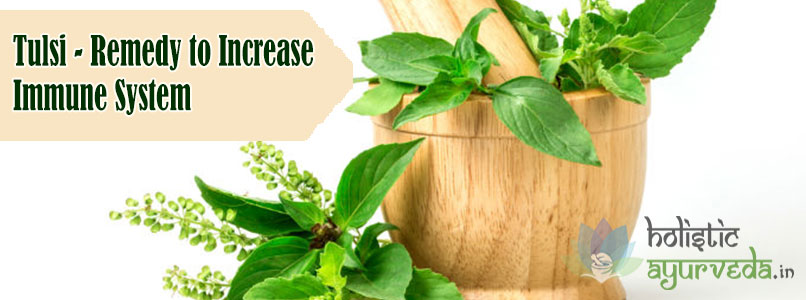 Tulsi Remedy to Increase Immune System